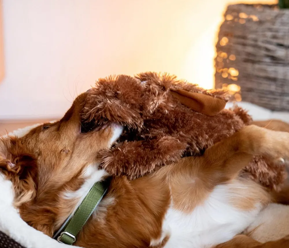 Nobby® Hundespielzeug > Nobby Hundespielzeug Plüschhund Schlapi