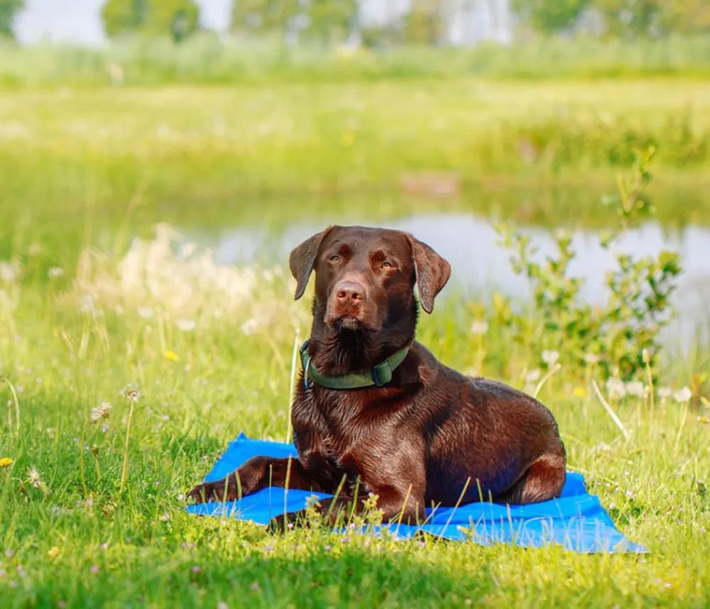 Nobby® Mehr Transport & Unterwegs|Hundedecken - Nobby Kühlmatte Basic, rechteckig, Blau