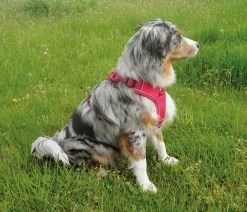 Nobby® Hundehalsbänder & Geschirre - Nobby Kofort-Hundegechirr aio Rot