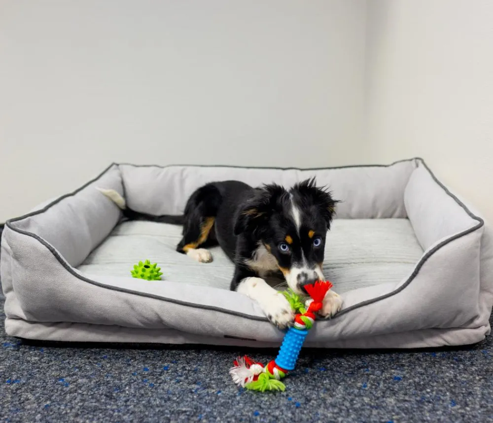 Nobby® Betten & Kissen|Hundebetten & Körbe > Nobby Orthopädisches Komfortbett Lago, rechteckig, hell, ca. B90/H24/T70 cm