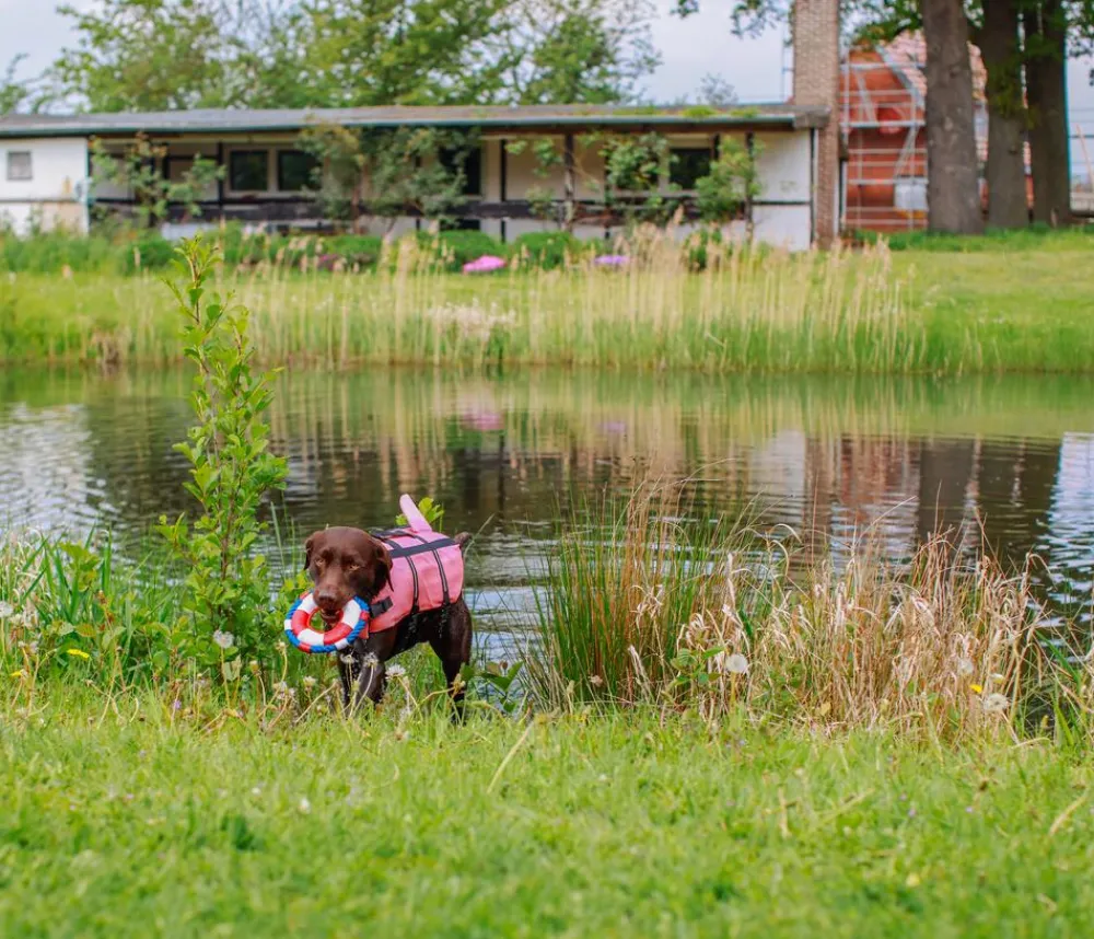 Nobby® Mehr Hundezubehör|Mehr Transport & Unterwegs - Nobby Schwimmhilfe für Hunde Sharki, Pink