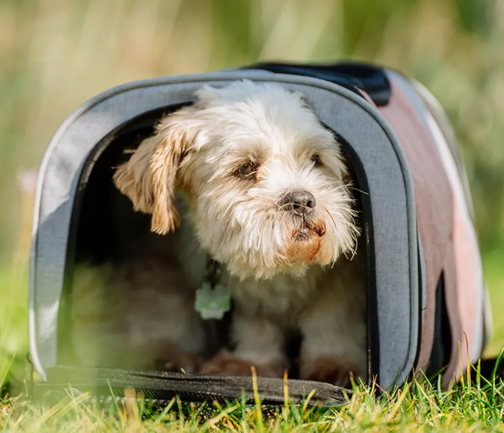 Nobby® Mehr Katzenzubehör|Hundetransportboxen > Nobby Transportrucksack Plata