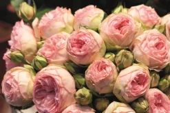 Dehner Rosen > Noblesse® Spray-Rose 'Lovely Rokoko®'