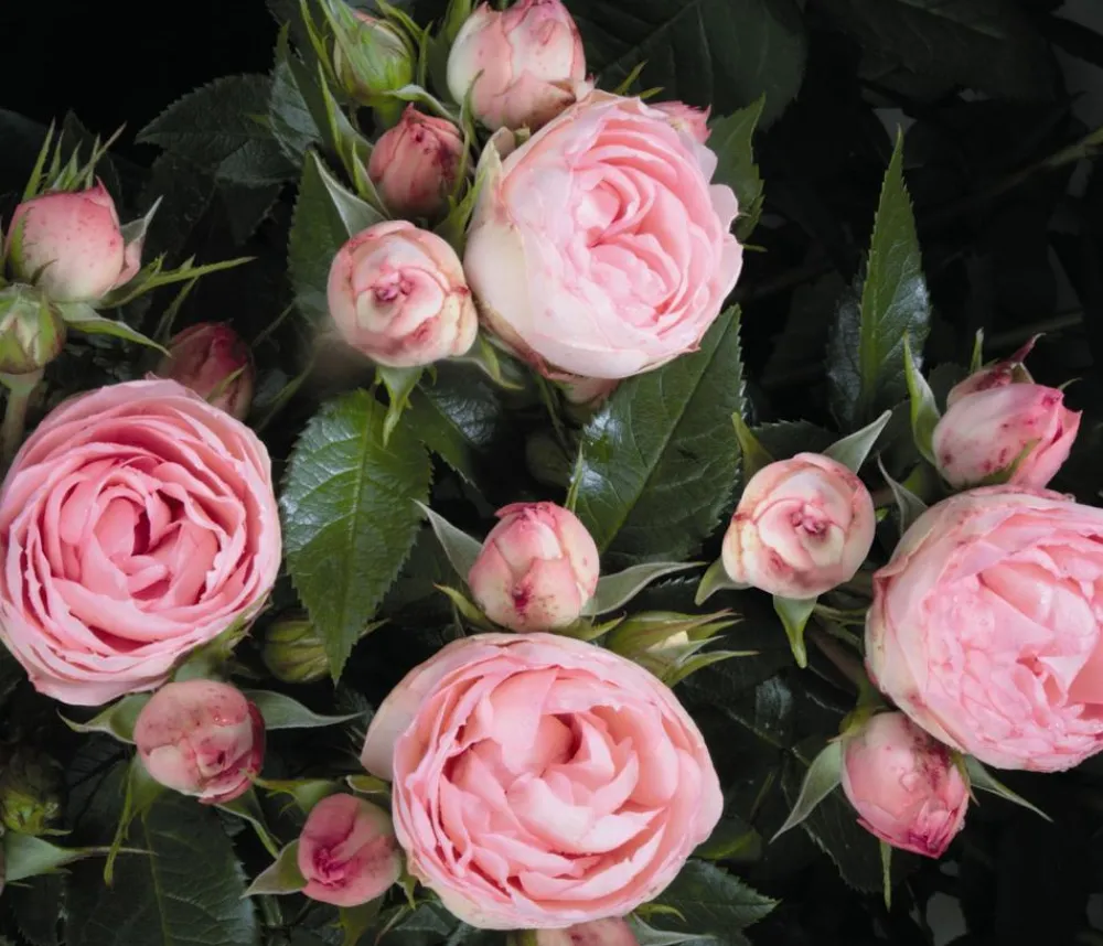 Dehner Rosen > Noblesse® Spray-Rose 'Lovely Rokoko®'