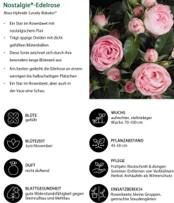 Dehner Rosen > Noblesse® Spray-Rose 'Lovely Rokoko®'