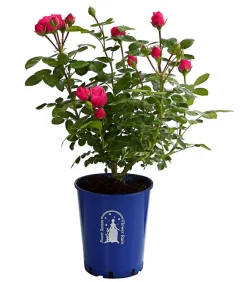 Dehner Rosen > Noblesse® Spray-Rose 'Magic Rokoko®'