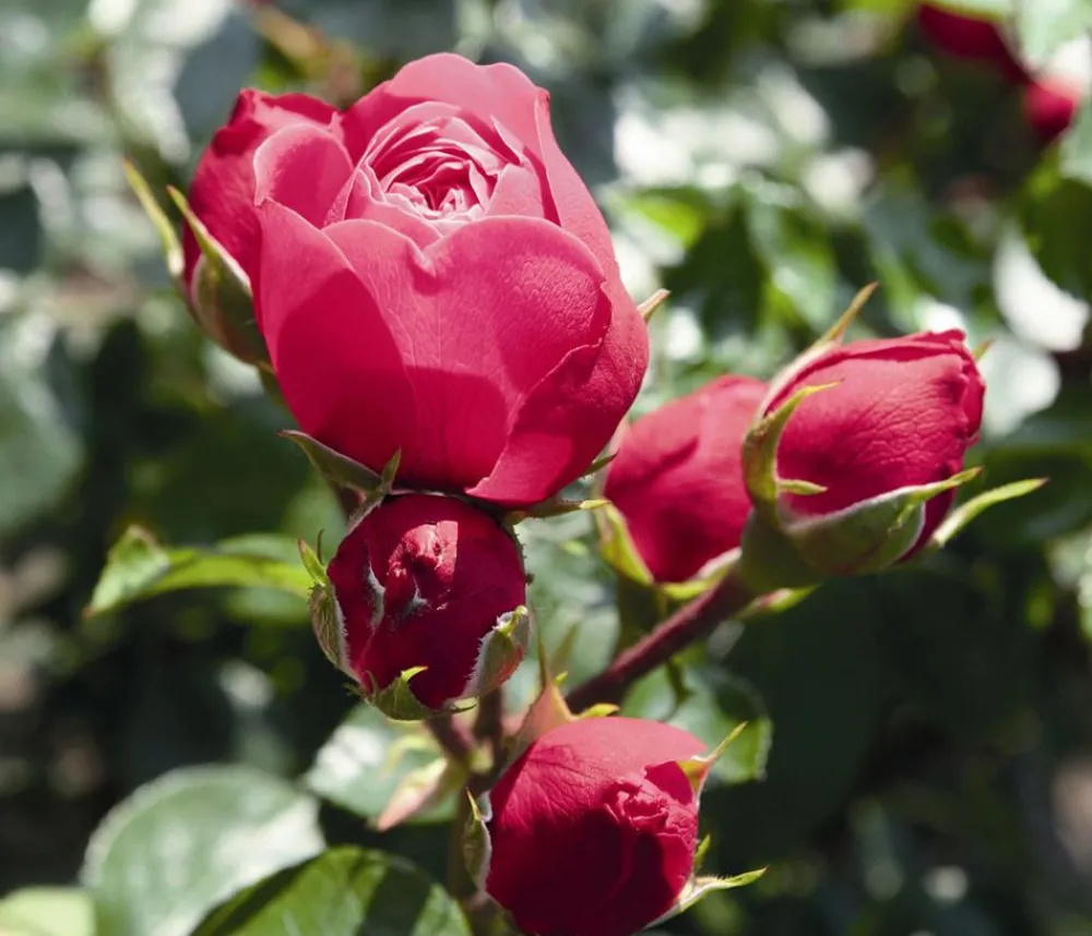 Dehner Noblesse® Spray-Rose 'Magic Rokoko®' Pink Online