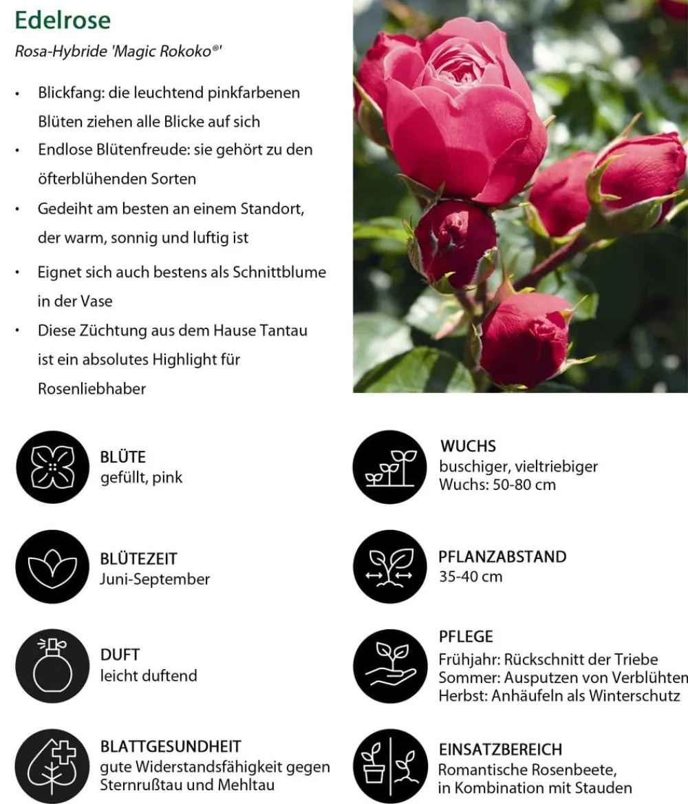 Dehner Noblesse® Spray-Rose 'Magic Rokoko®' Pink Online