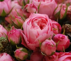Dehner Rosen - Noblesse® Spray-Rose 'Playful Rokoko®' Rosa