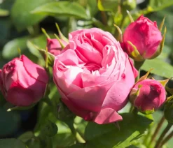 Dehner Rosen - Noblesse® Spray-Rose 'Playful Rokoko®' Rosa