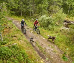 Non-stop dogwear Mehr Transport & Unterwegs > Bikeantenne für Hundeleinen, ca. L49 cm