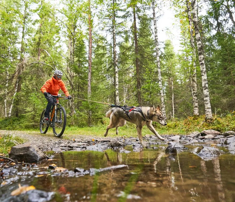 Non-stop dogwear Mehr Transport & Unterwegs > Bikeantenne für Hundeleinen, ca. L49 cm