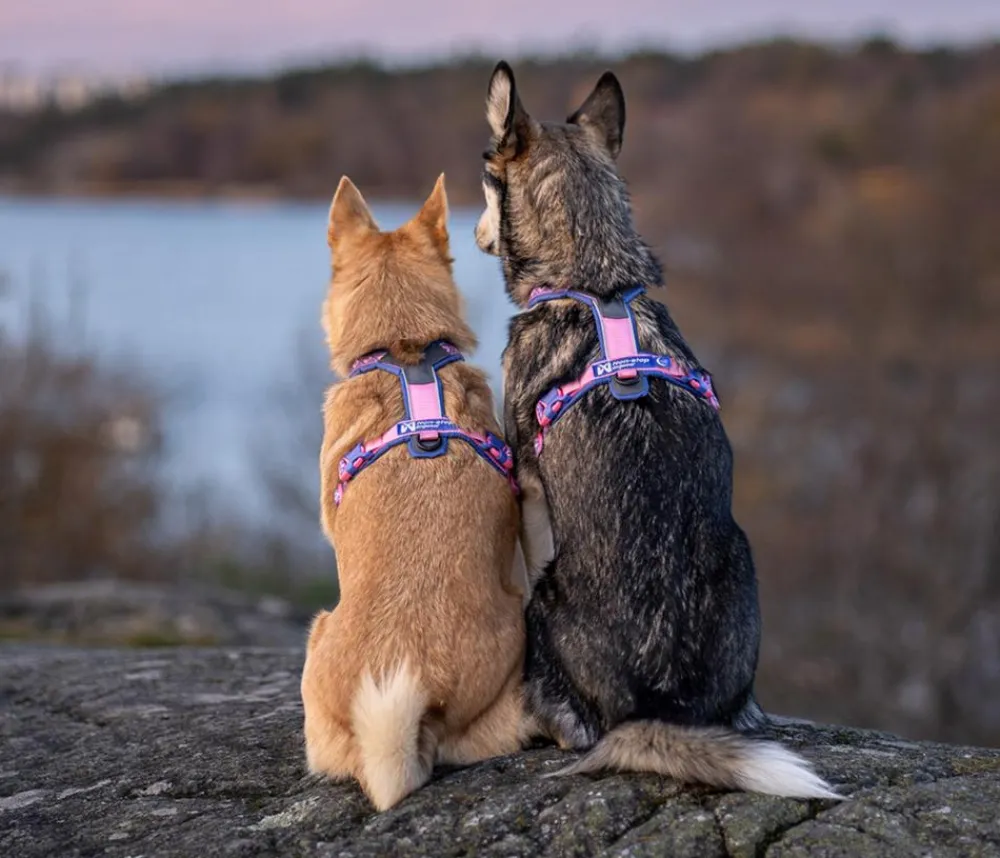 Non-stop dogwear Hundehalsbänder & Geschirre > Hundegeschirr Line Harness 5.0 Rachel Pohl Signature Edition, purple/