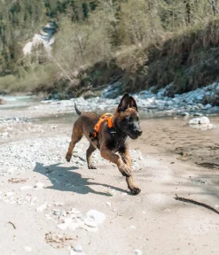 Non-stop dogwear Hundehalsbänder & Geschirre > Hundegechirr Rabe harne, /