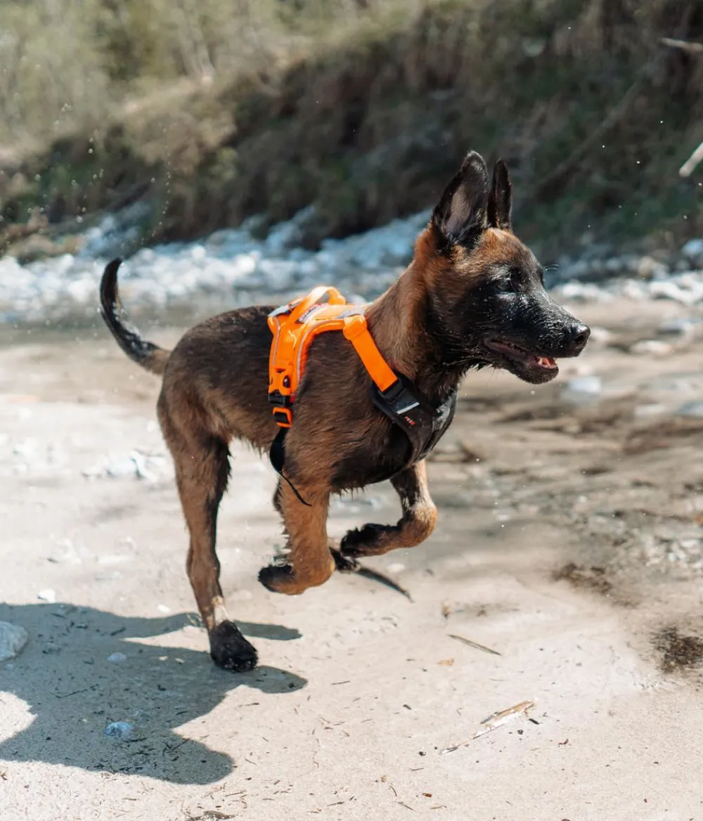 Non-stop dogwear Hundehalsbänder & Geschirre > Hundegechirr Rabe harne, /