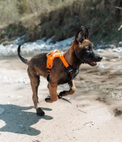 Non-stop dogwear Hundegechirr Rabe harne, / New