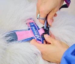 Non-stop dogwear Hundehalsbänder & Geschirre - Hundegeschirr Line Harness 5.0 Rachel Pohl Signature Edition, purple/