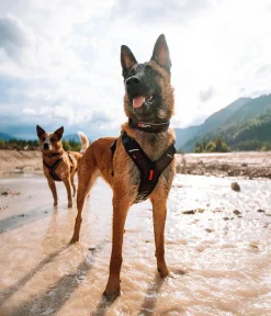 Non-stop dogwear Hundehaband Rock adjutabe coar, / Hot