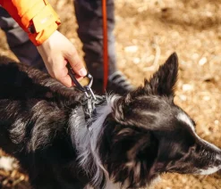 Non-stop dogwear Hundehalsbänder & Geschirre - Hundehaband Roa coar, Schwarz