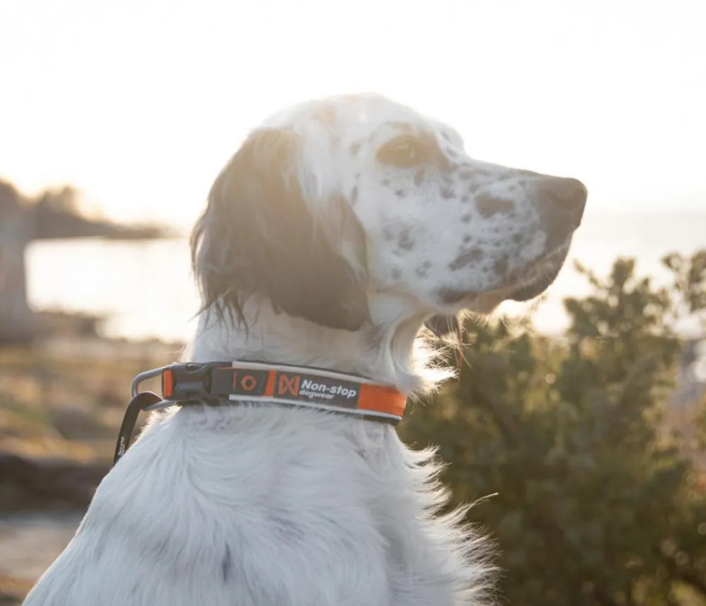 Non-stop dogwear Hundehaband Roa coar, Orange