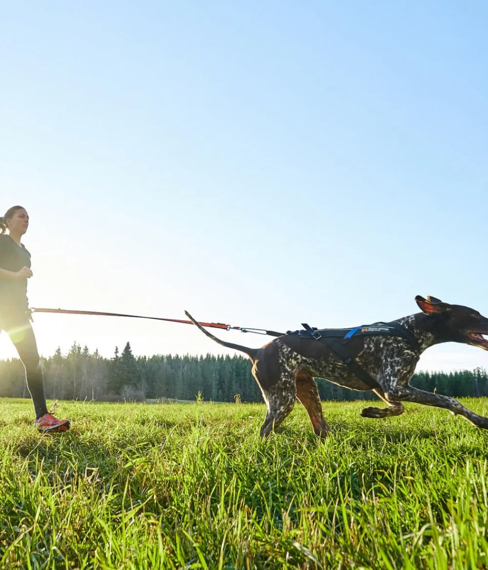 Non-stop dogwear Hundeleinen > Hundeleine Bungee leash, /