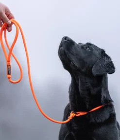 Non-stop dogwear Hundeleine Retriever leash, , L1,6 m Orange Sale