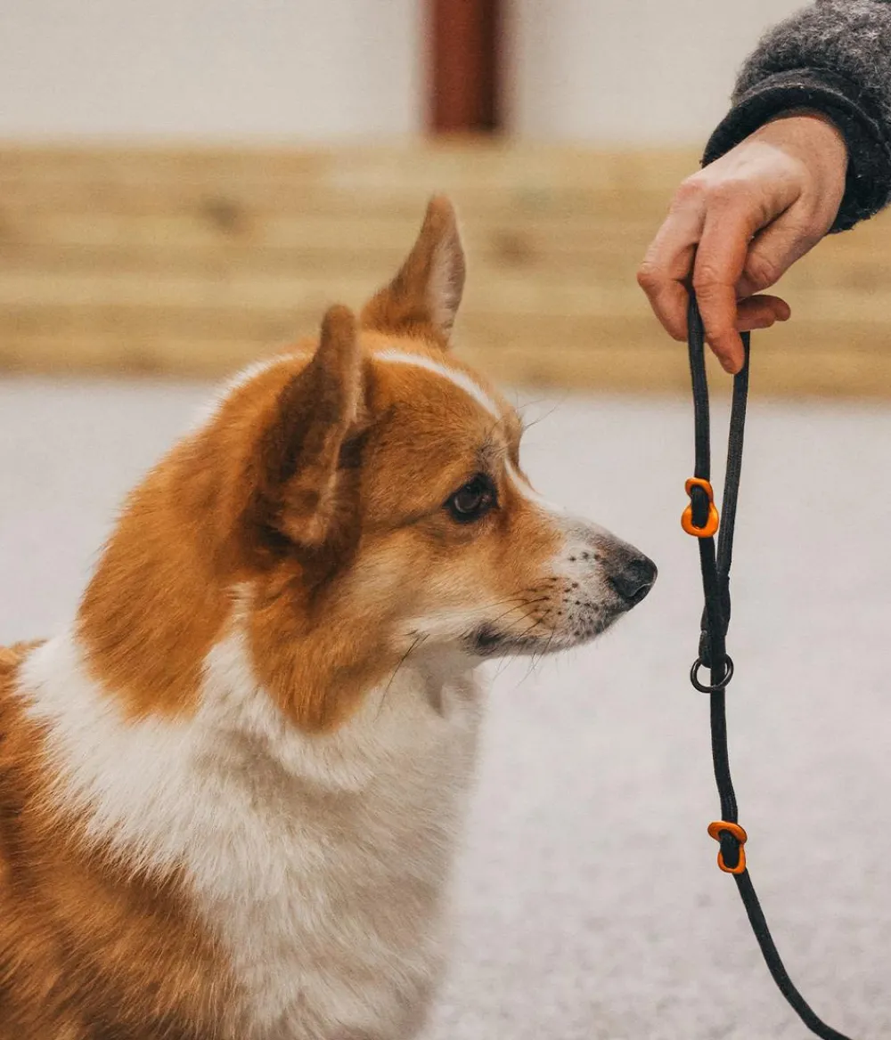 Non-stop dogwear Hundeleinen - Hundeleine Retriever leash, , L1,6 m Schwarz