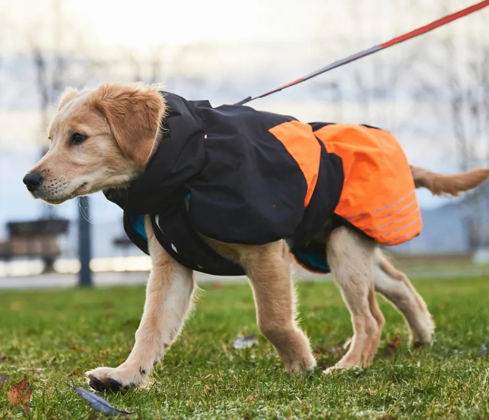 Non-stop dogwear Mehr Hundezubehör - Hunde-Wintermantel Glacier jacket 2.0, /
