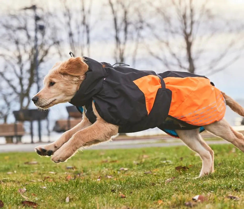 Non-stop dogwear Mehr Hundezubehör - Hunde-Wintermantel Glacier jacket 2.0, /
