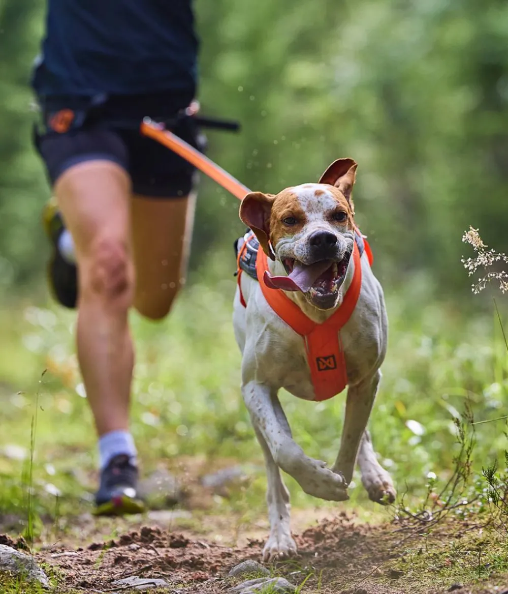 Non-stop dogwear Mehr Transport & Unterwegs|Hundehalsbänder & Geschirre > Hunde-Zuggeschirr Freeotion harness 5.0, /