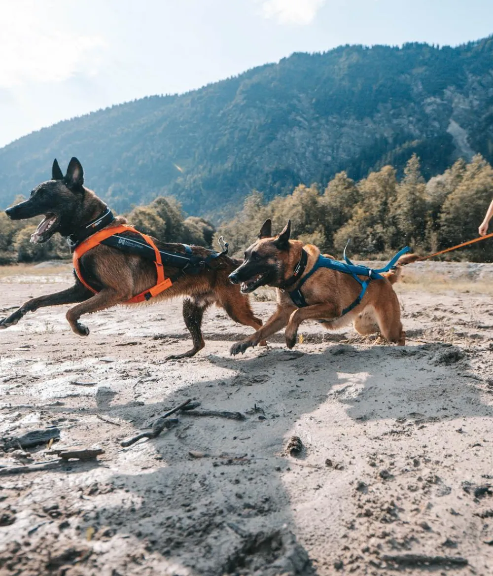 Non-stop dogwear Mehr Transport & Unterwegs|Hundehalsbänder & Geschirre > Hunde-Zuggeschirr Freeotion harness 5.0, /