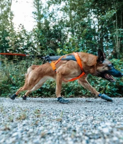 Non-stop dogwear Mehr Transport & Unterwegs|Hundehalsbänder & Geschirre > Hunde-Zuggeschirr Freeotion harness 5.0, /
