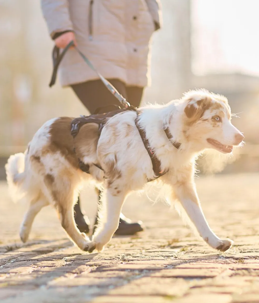 Non-stop dogwear Mehrzweck-Hundegeschirr Rock harness long, / Online