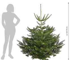 Dehner Nordmann-Tanne, ca. 120-175 cm, gesägt Dunkelgrün Best