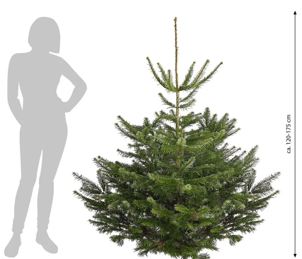 Dehner Nordmann-Tanne, ca. 120-175 cm, gesägt Dunkelgrün Best