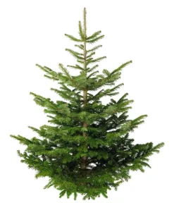 Dehner Nordmann-Tanne, ca. 175-200 cm, gesägt Dunkelgrün Outlet
