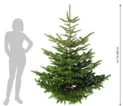 Dehner Nordmann-Tanne, ca. 175-200 cm, gesägt Dunkelgrün Outlet