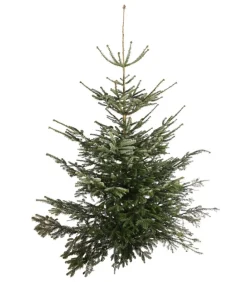 Dehner Nordmann-Tanne, ca. 200-250 cm, gesägt Dunkelgrün Hot