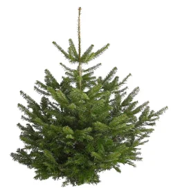 Dehner Koniferen - Nordmann-Tanne, ca. 120-175 cm, gesägt Dunkelgrün
