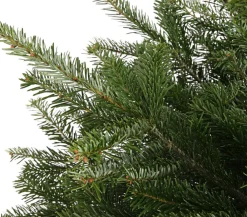 Dehner Koniferen > Nordmann-Tanne, ca. 75-100 cm, gesägt, mit Holzkreuzständer