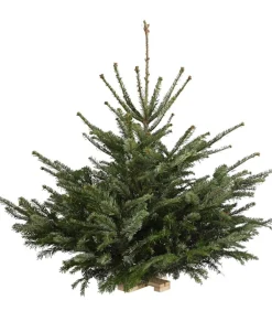 Dehner Koniferen - Nordmann-Tanne, ca. 75-100 cm, gesägt, mit Holzkreuzständer Dunkelgrün