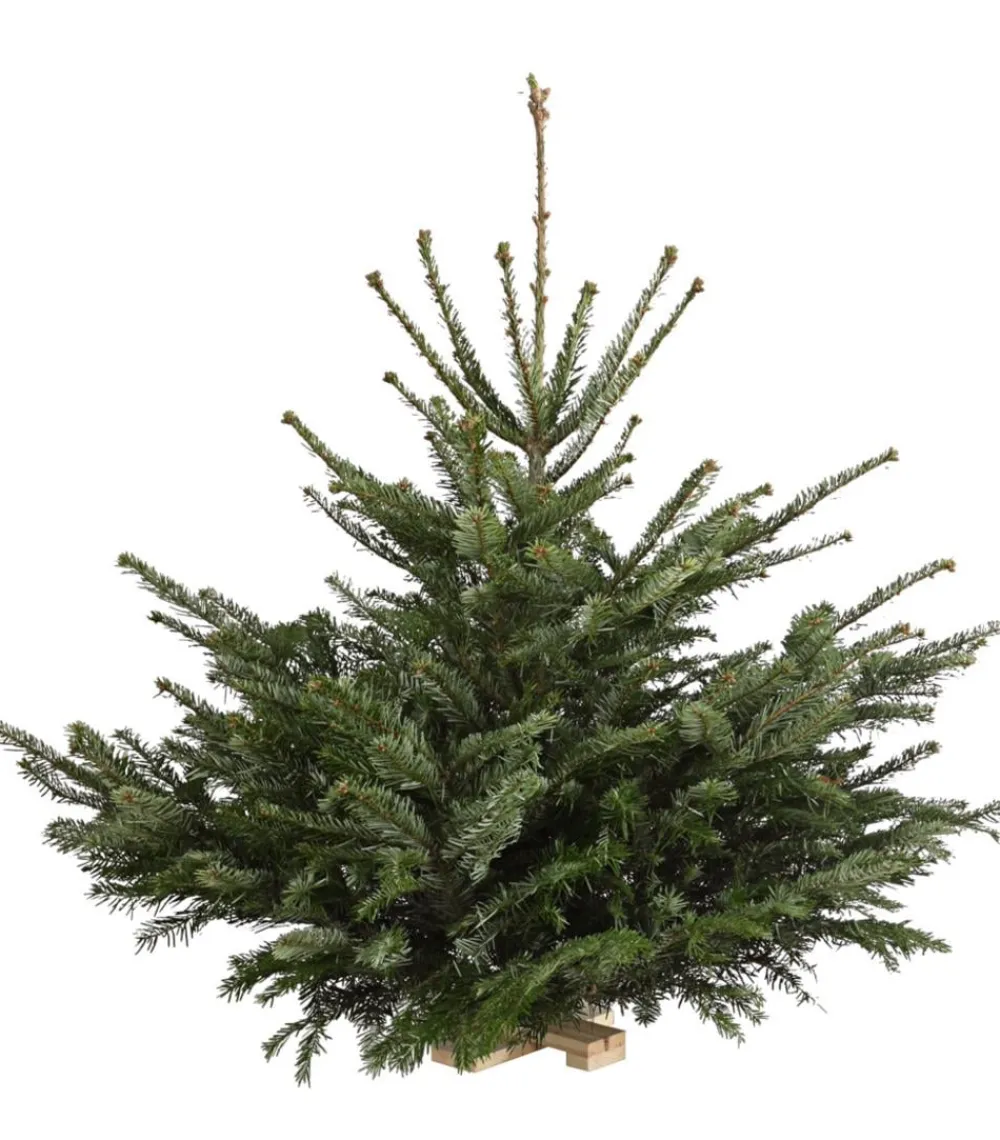 Dehner Koniferen - Nordmann-Tanne, ca. 75-100 cm, gesägt, mit Holzkreuzständer Dunkelgrün
