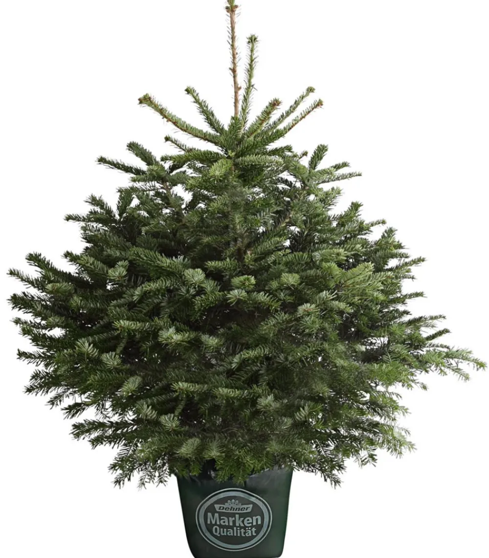 Dehner Nordmann-Tanne, ca. 80-100 cm, im Topf gewachsen Dunkelgrün New