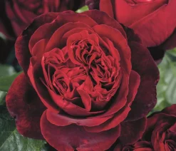Dehner Rosen > Nostalgie®-Edelrose 'Admiral®'