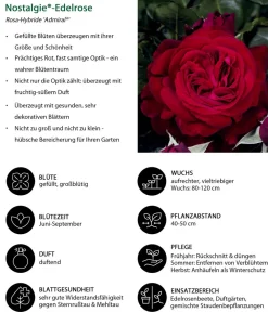 Dehner Rosen > Nostalgie®-Edelrose 'Admiral®'