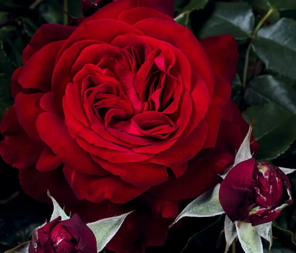 Dehner Rosen - Nostalgie®-Edelrose 'Admiral®' Dunkelrot