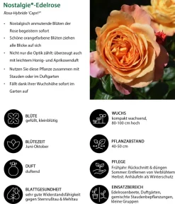 Dehner Nostalgie®-Edelrose 'Capri®' Hot