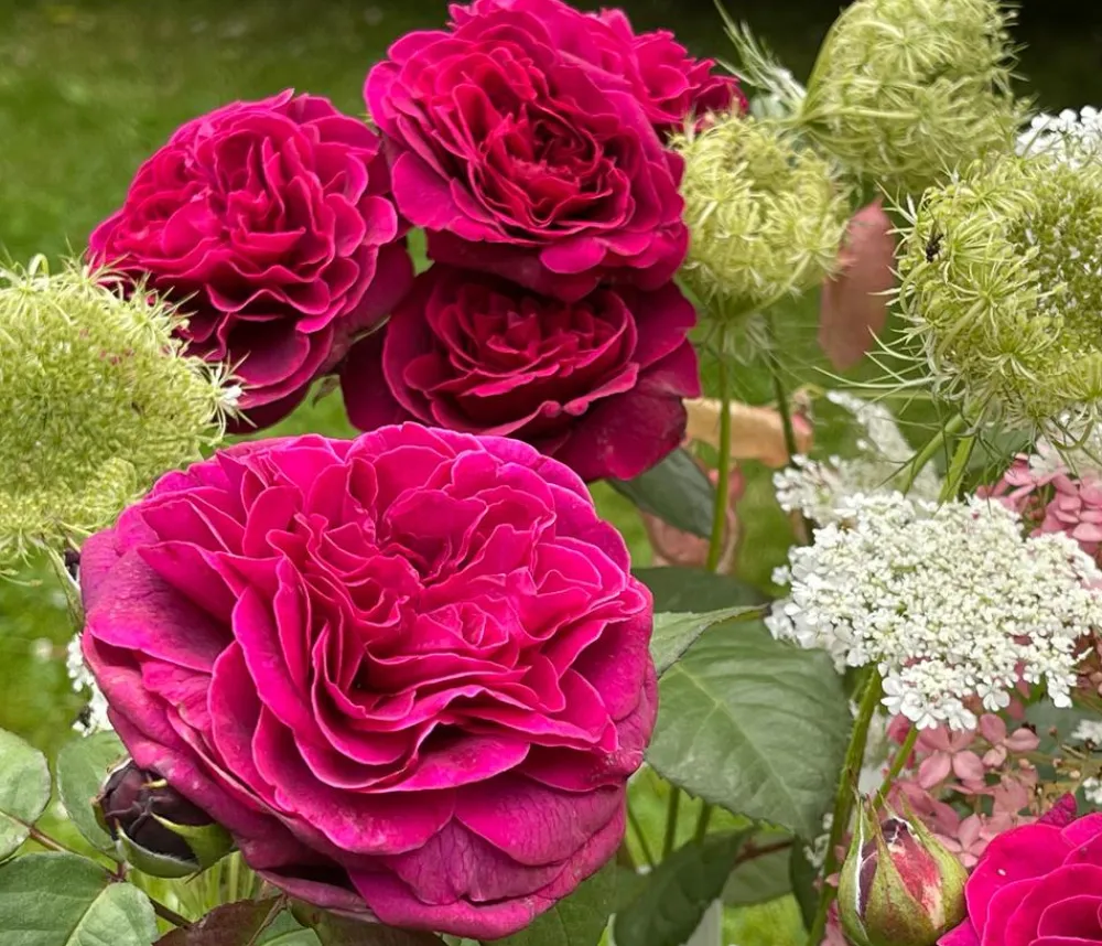 Dehner Rosen - Nostalgie-Edelrose 'Deep Secret'