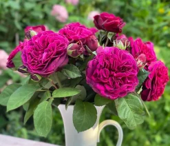 Dehner Rosen - Nostalgie-Edelrose 'Deep Secret'