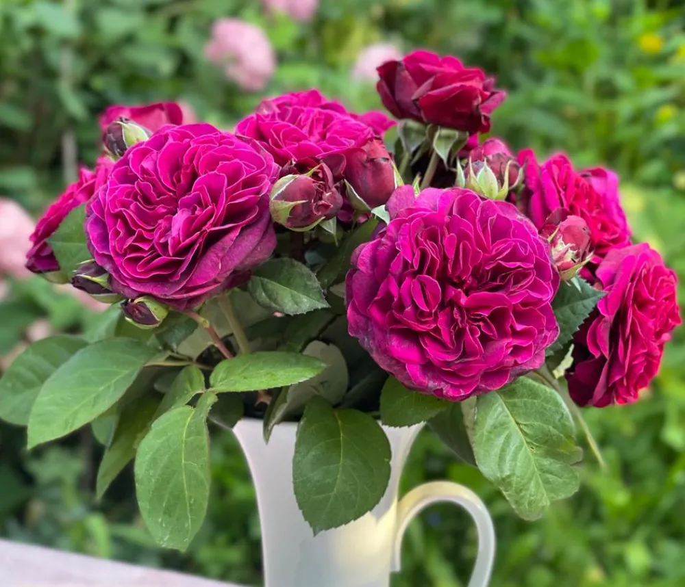 Dehner Rosen - Nostalgie-Edelrose 'Deep Secret'